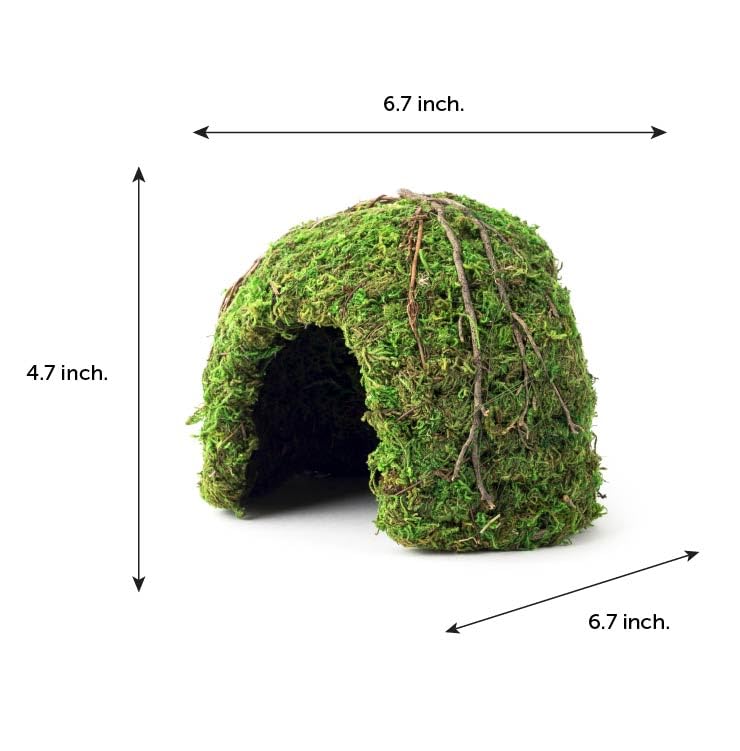 Galápagos Mossy Dome Hide – décor mousse pour un habitat forestier plus naturel.