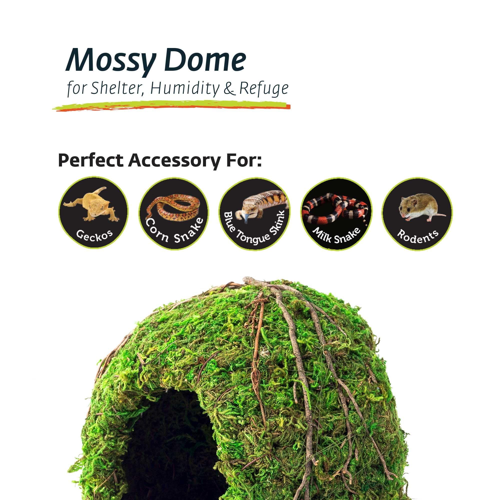 Galápagos Mossy Dome Hide – habitat forestier pour reptiles et amphibiens.