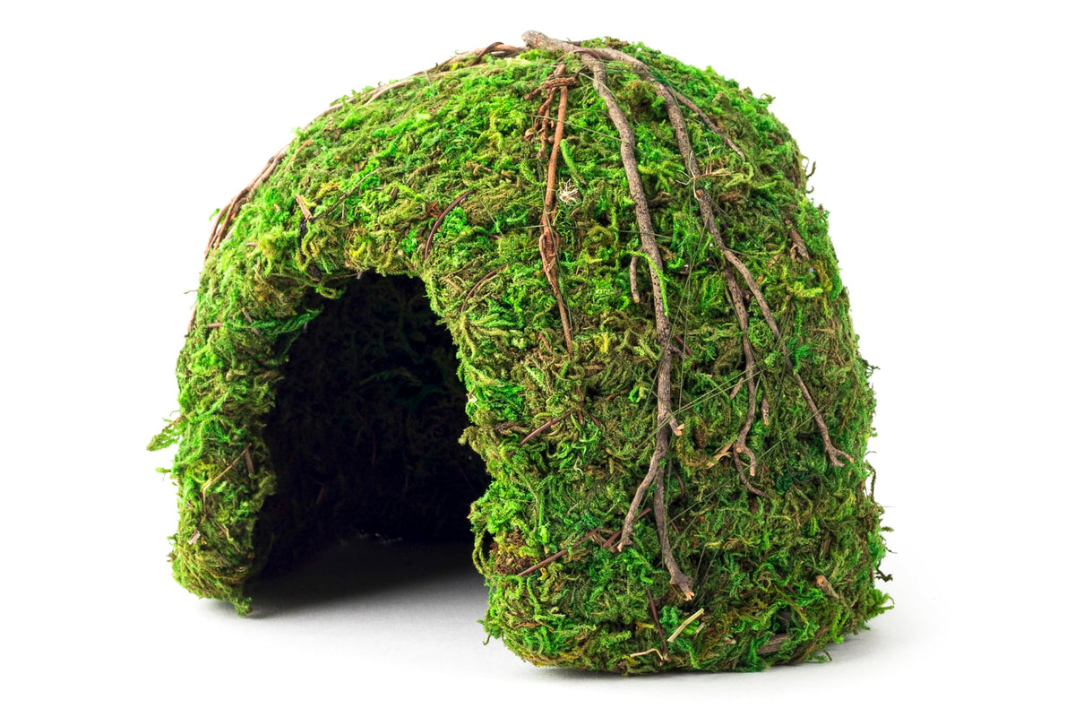 Galápagos Mossy Dome Hide – vue haute, réfuge humide pour reptiles.