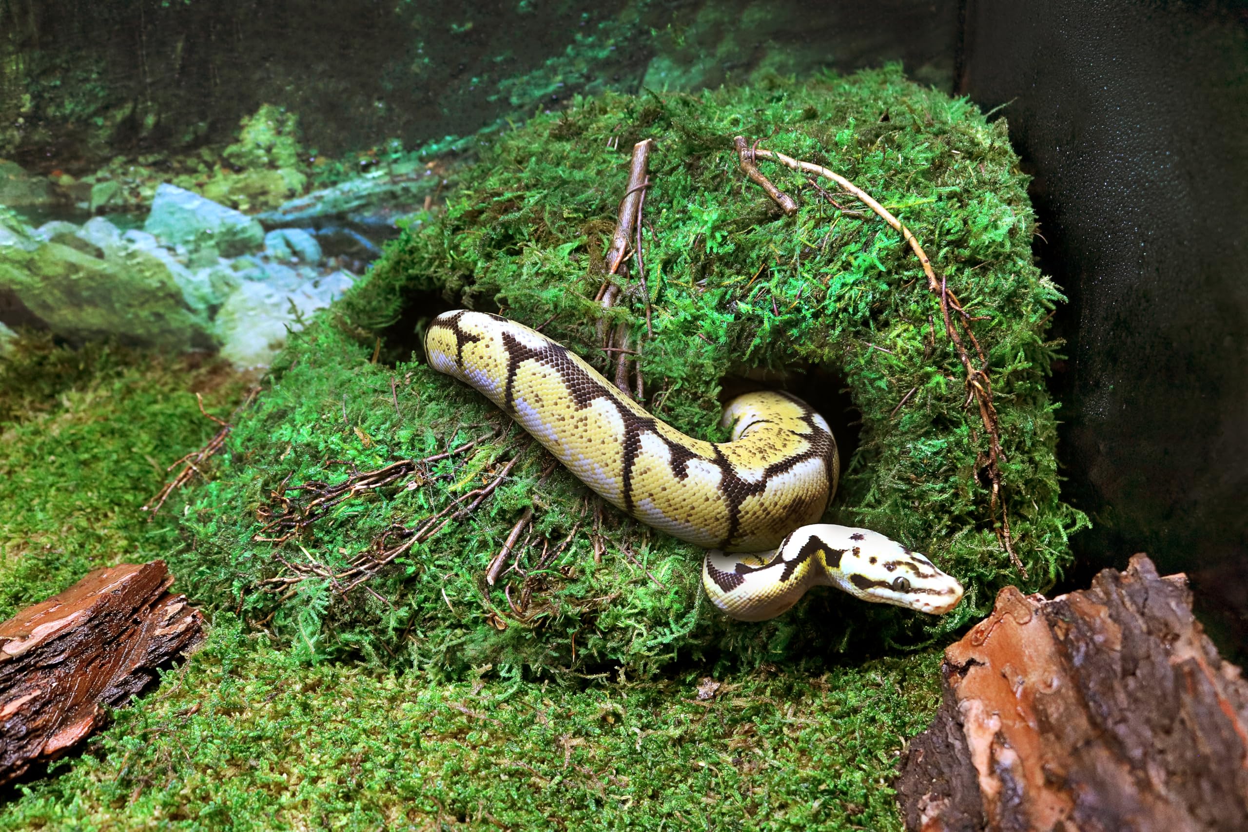 Galapagos Sapa Corner Hide convient a reptiles, amphibiens et invertébrés.