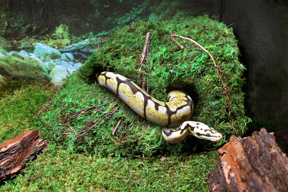 Galapagos Sapa Corner Hide convient a reptiles, amphibiens et invertébrés.