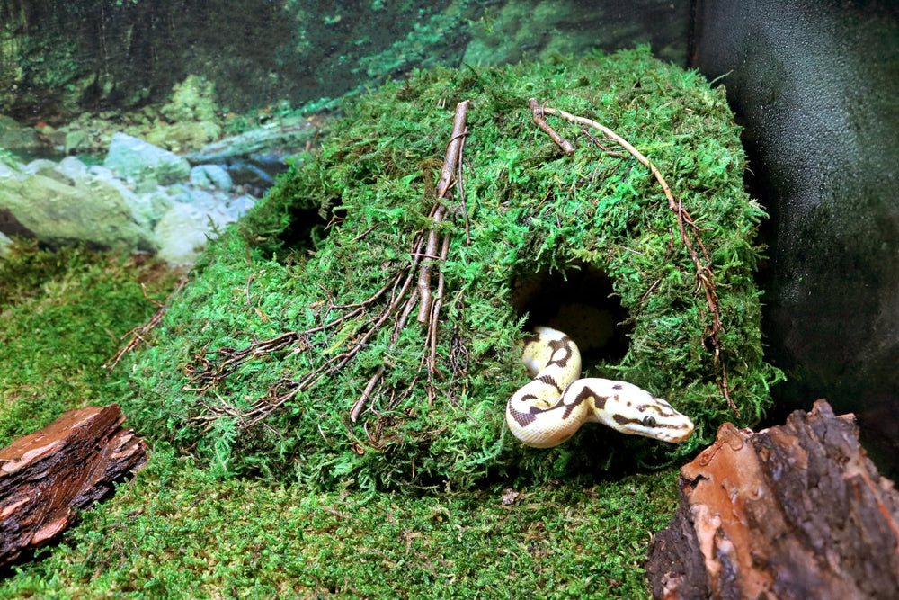Galapagos Sapa Corner Hide resiste a l'humidite et UV pour durer.