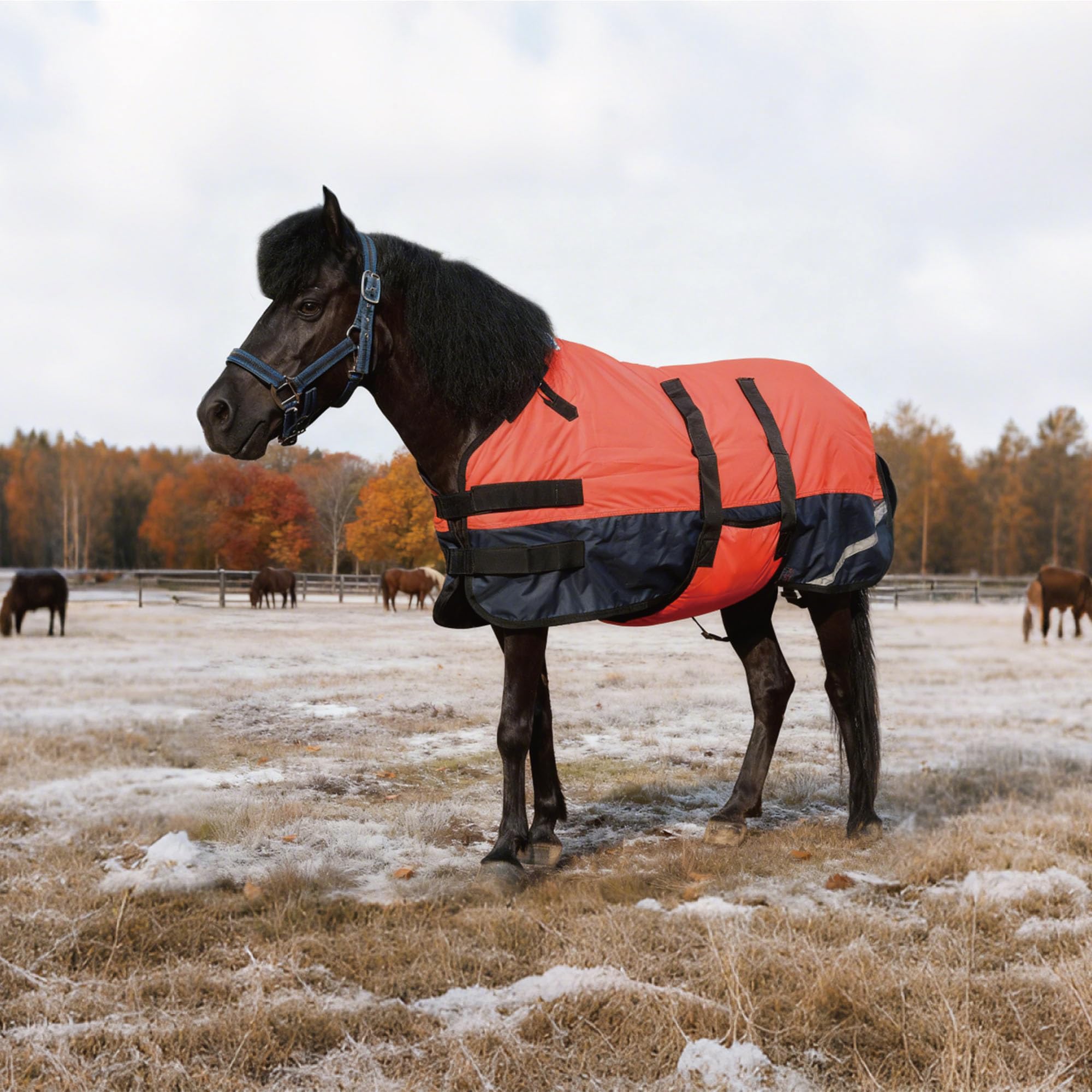 Cou ajustable Gallopoff pour suivre la croissance du poulain.