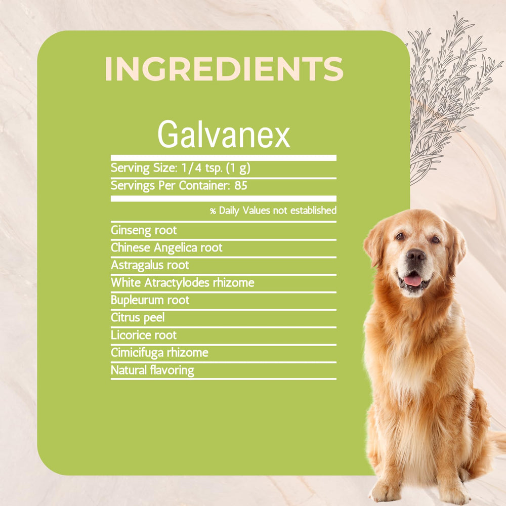 Galvanex: poudre-herbes-immunite-renforcee soutien potentiel des défenses