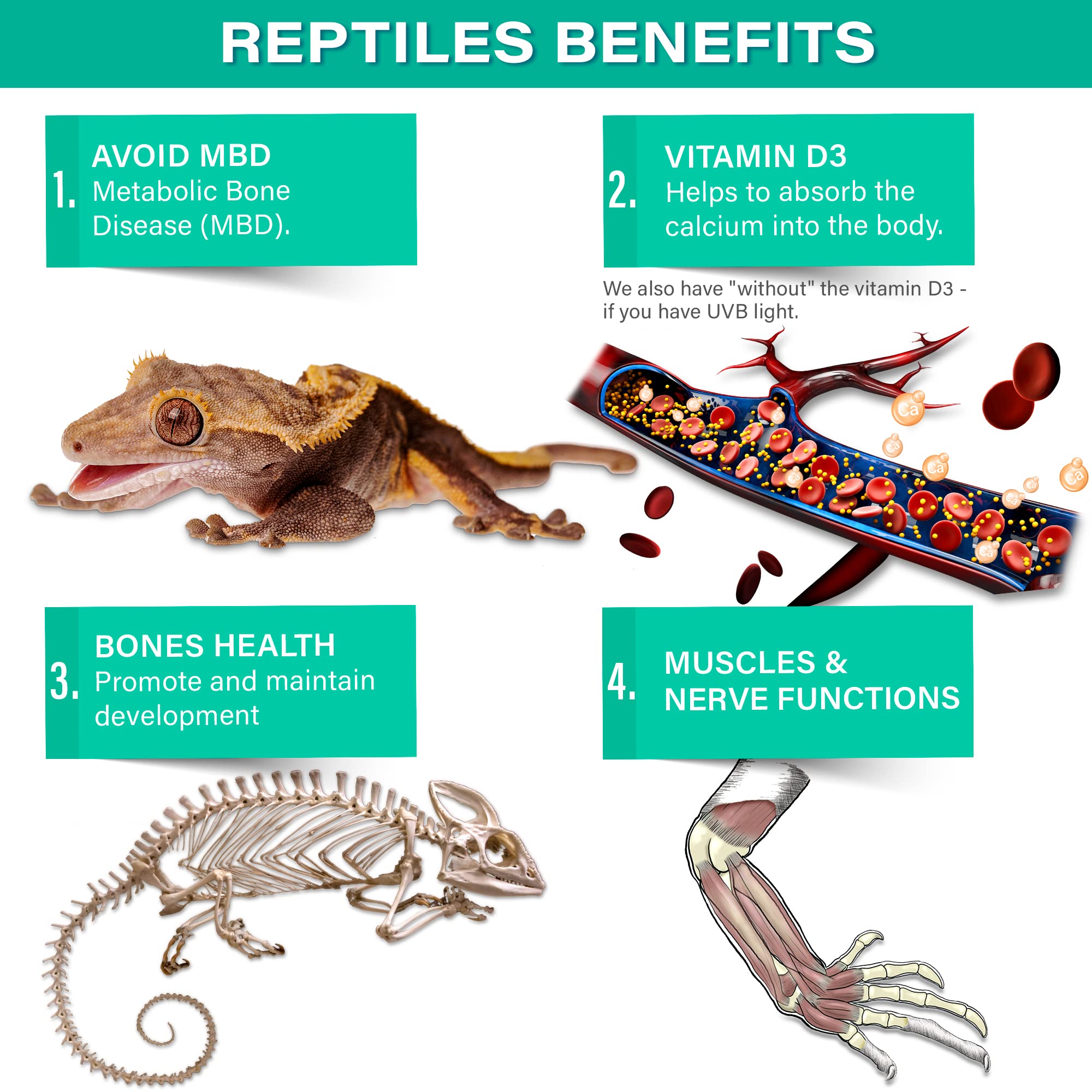 Gargeer Calcium Reptile – dosage simple à la cuillère