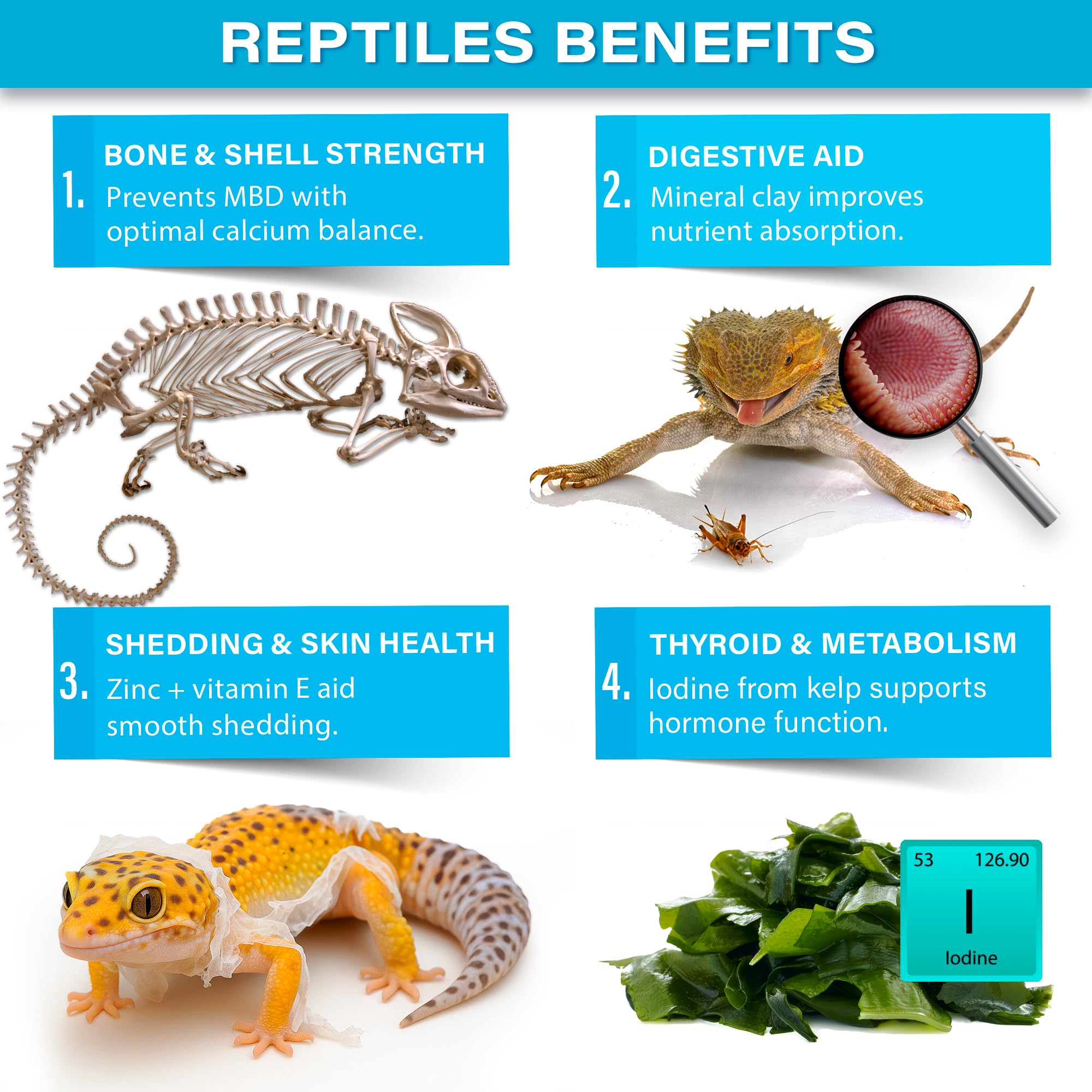 Gargeer Minéraux Complets Reptile, mélange poudre pour aliments variés.