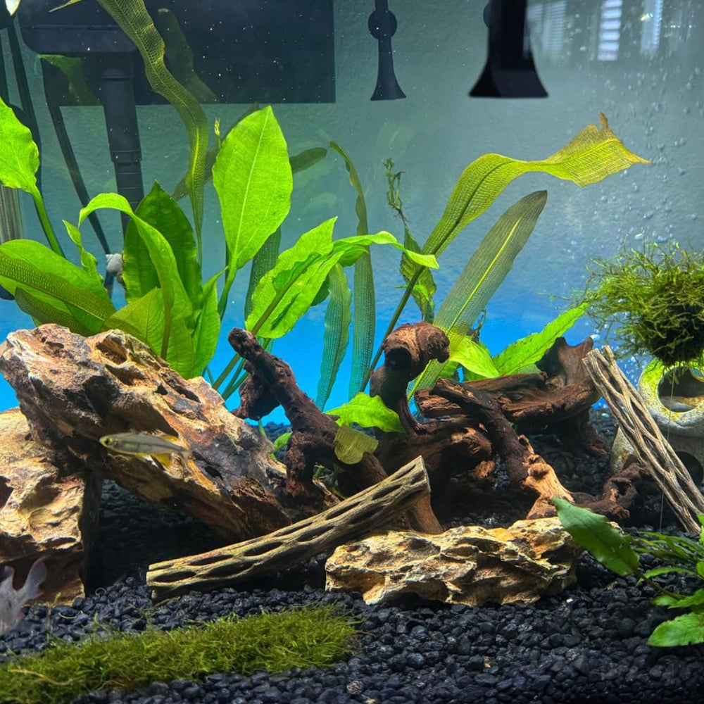 GDMYST arbre mousse bois flotté, stimule mousses et fougères dans l aquarium.