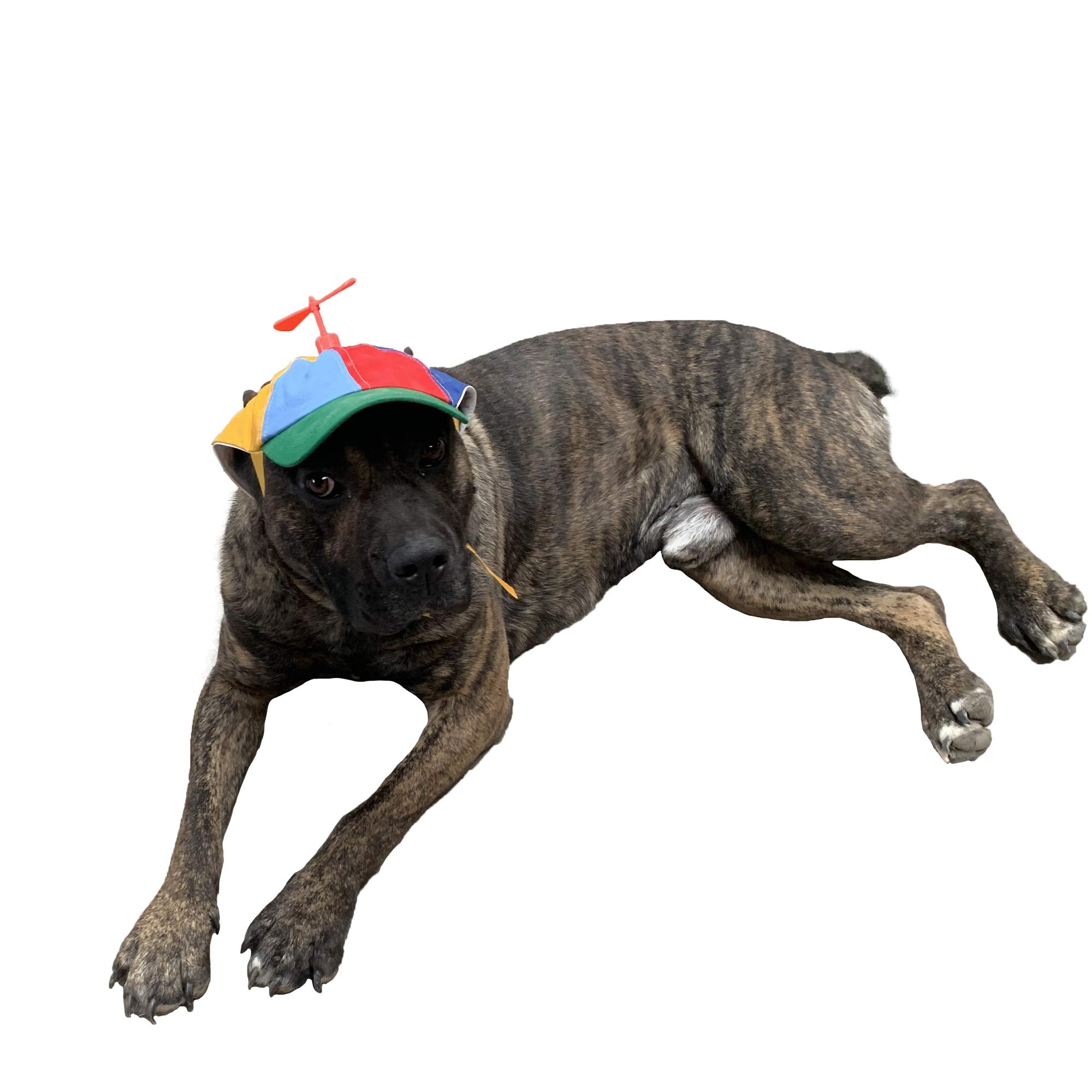 GEANBAYE chapeau chien avec helice et reflets irisés, maintien sûr pendant les jeux.