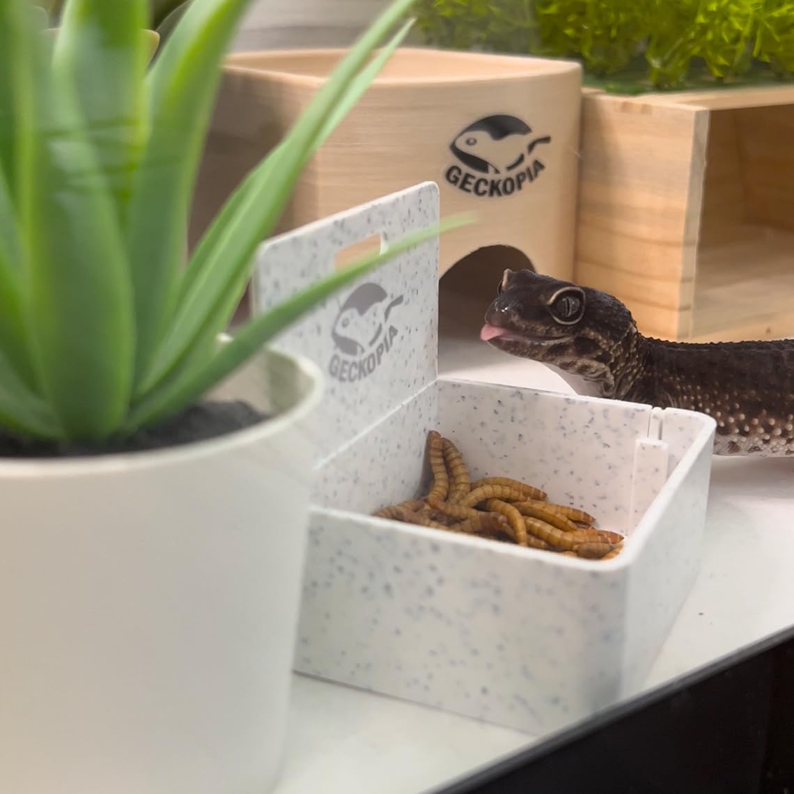 Geckopia bol triple marbre emballage prêt à l’emploi.