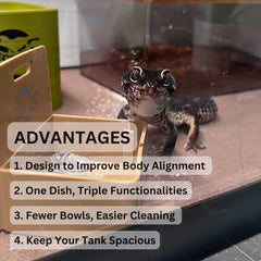 Geckopia bol triple marbre trois compartiments, pratique pour nourriture, eau et compléments.