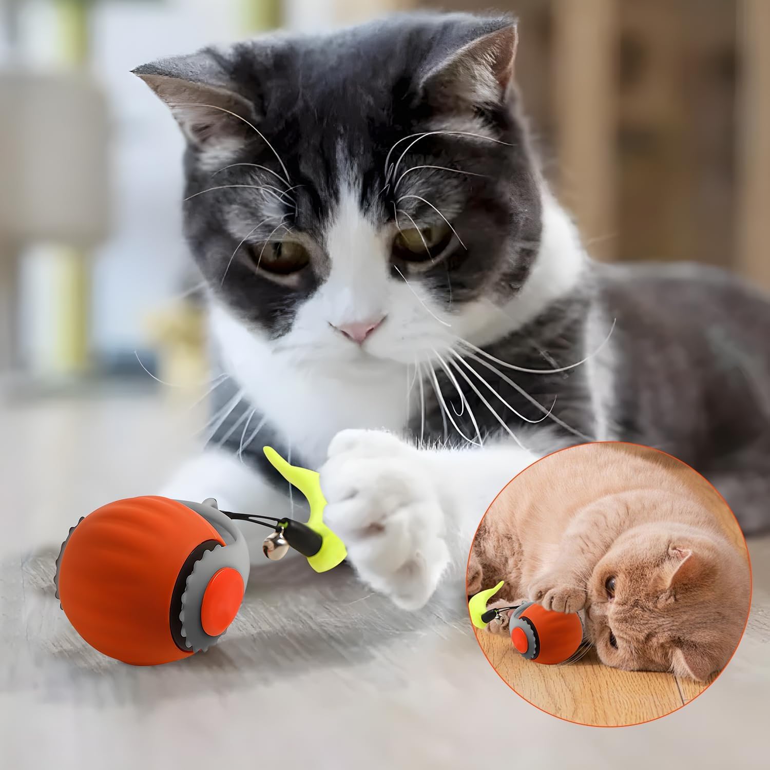 Activité et divertissement possibles pour chats avec Generic
