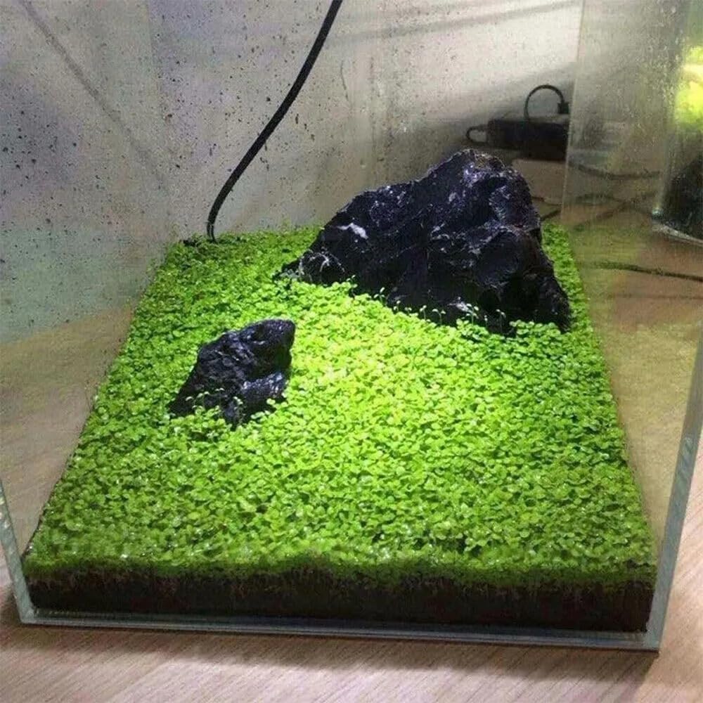 Generic décor aquarium eau douce feuilles larges pour diversité visuelle.