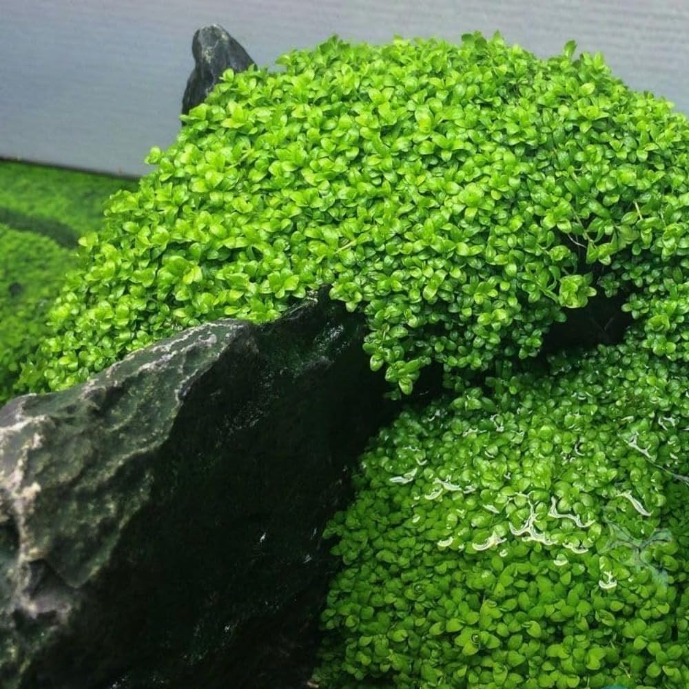 Generic décor aquarium eau douce oxygénation accrue grâce à la lumière.