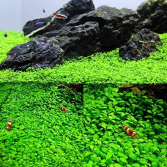 Generic décor aquarium eau douce tapis vert dense pour couverture durable.