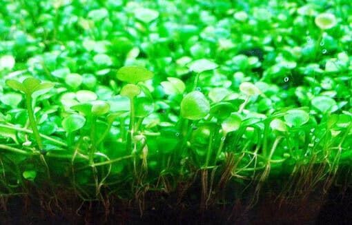Generic décor aquarium eau douce vert terrarium pour ambiance naturelle.