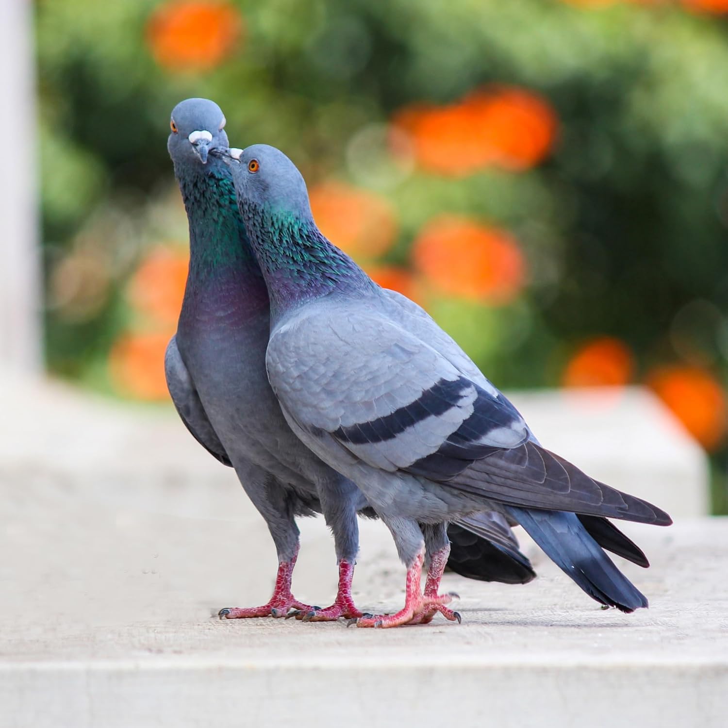 DOX-Tyl tablettes pour oiseaux – dosage quotidien recommandé pour administration simple