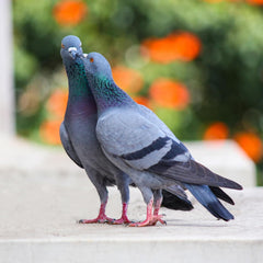 DOX-Tyl tablettes pour oiseaux – dosage quotidien recommandé pour administration simple