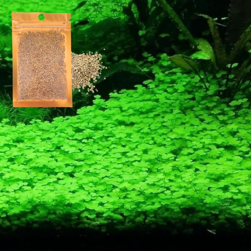Generic Lucky Grass, emballage du kit prêt à démarrer l’aquarium.