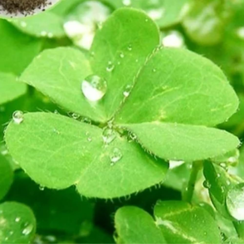 Generic Lucky Grass, améliore l’oxygénation sous lumière.