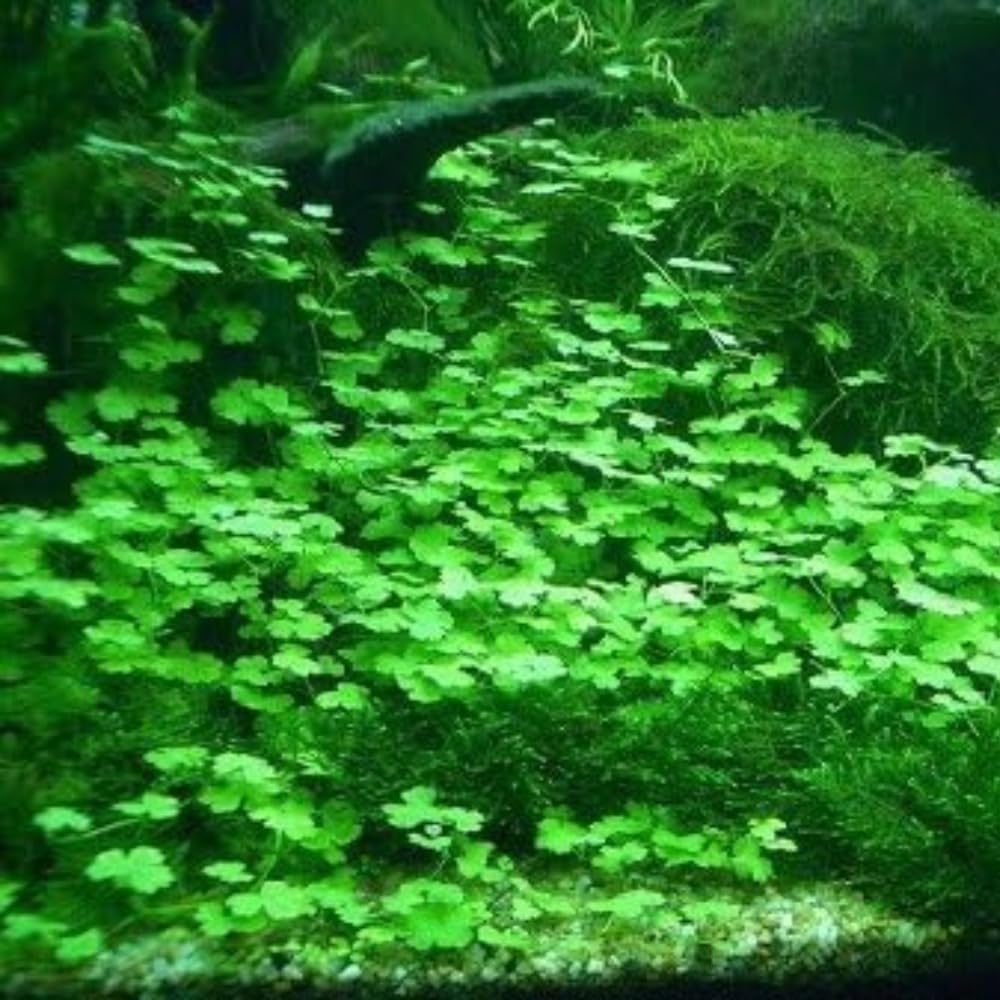 Generic Lucky Grass, sûr et non toxique pour l’aquarium.