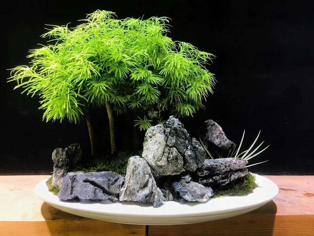 Dragon Ohko Generic parfait pour terrariums aquatiques et terrestres.