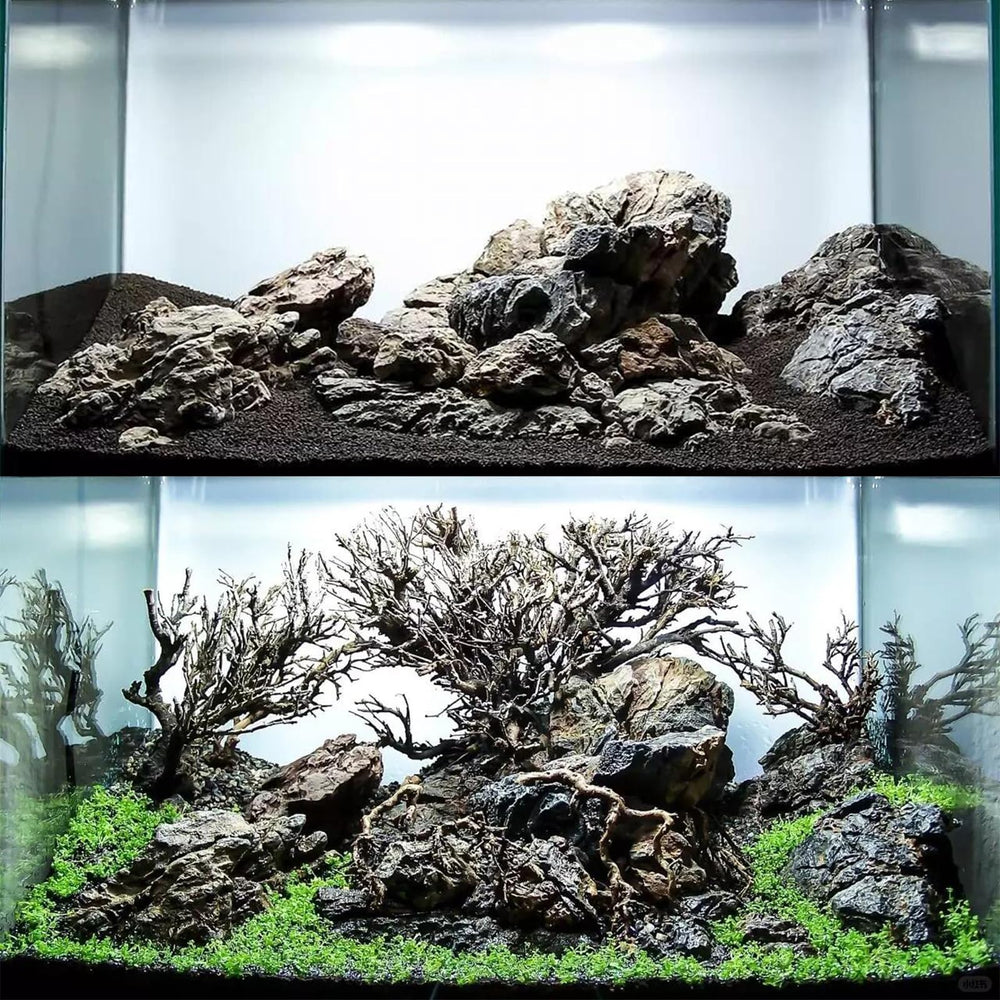 Sculpture naturelle et unique, Dragon Ohko Generic rehausse les paysages aquatiques.