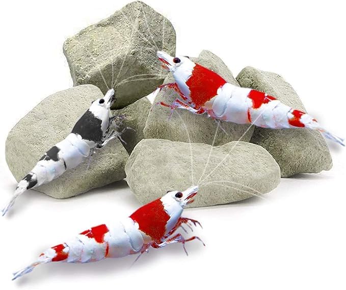 Generic Pierres calcium et magnésium – libération lente évite les chocs de pH.