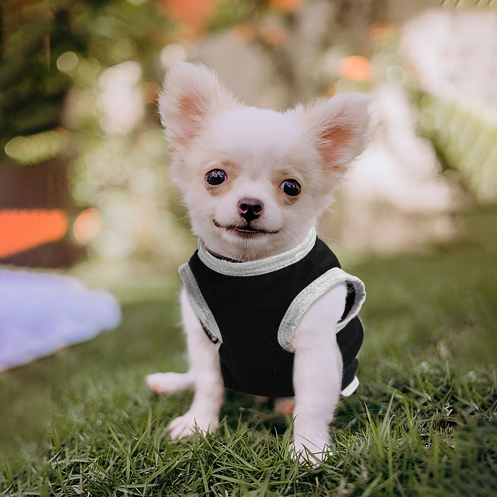 Generic 4 pièces chiots - noeud papillon, style soigné.