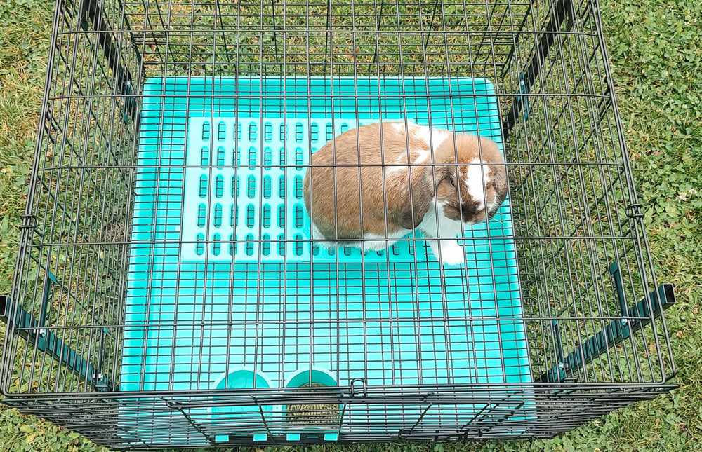 Generic Saguaro Acres tapis-repos pour cage lapin bleu: surface douce et facile à nettoyer.
