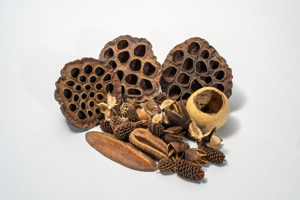 Generic Seed Pod Botanicals: cachettes pour isopodes et microfaune.
