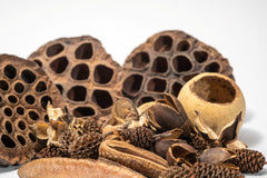 Generic Seed Pod Botanicals: décor terrarium avec texture naturelle.