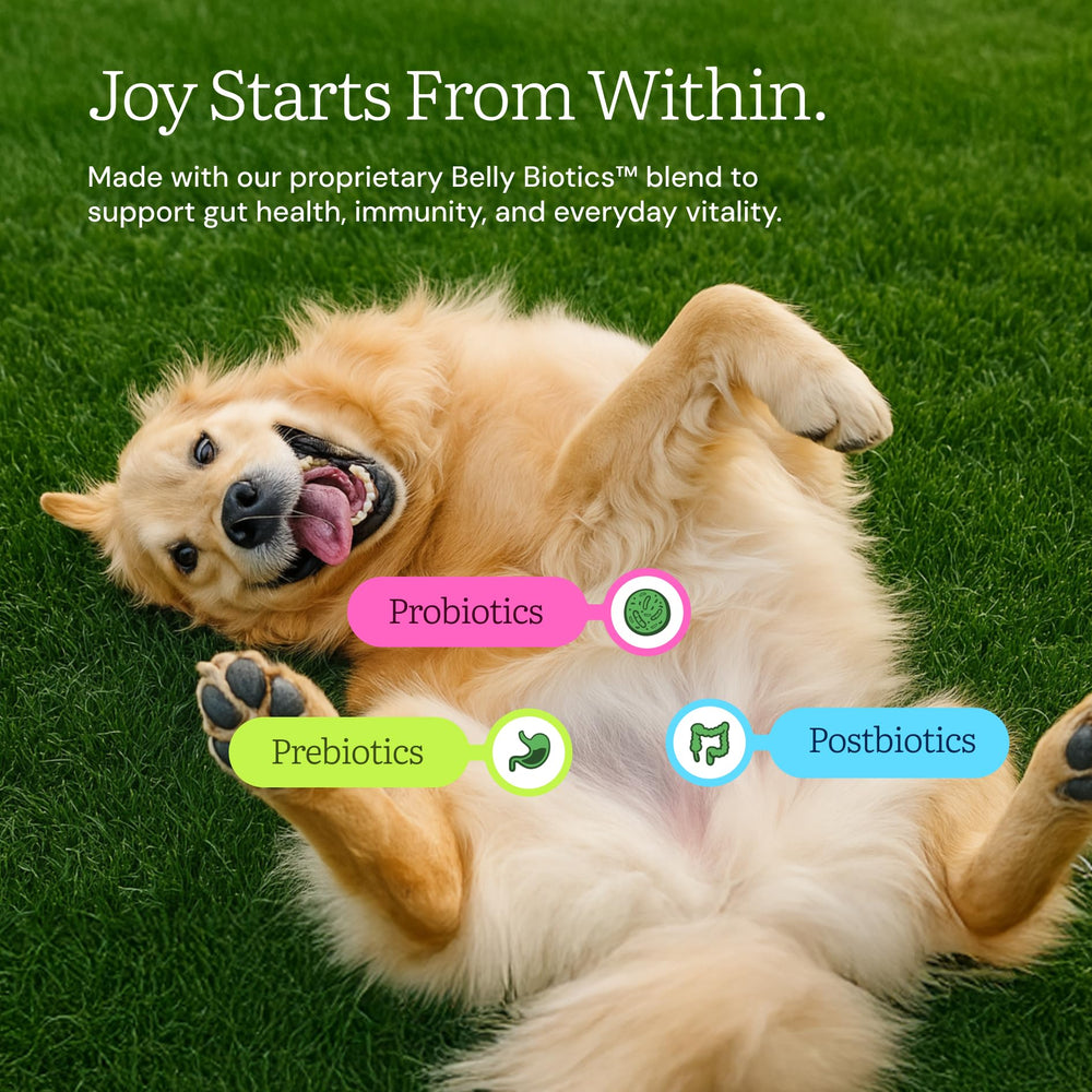 Get Joy bol chien, présentation appétissante pour varier les repas.