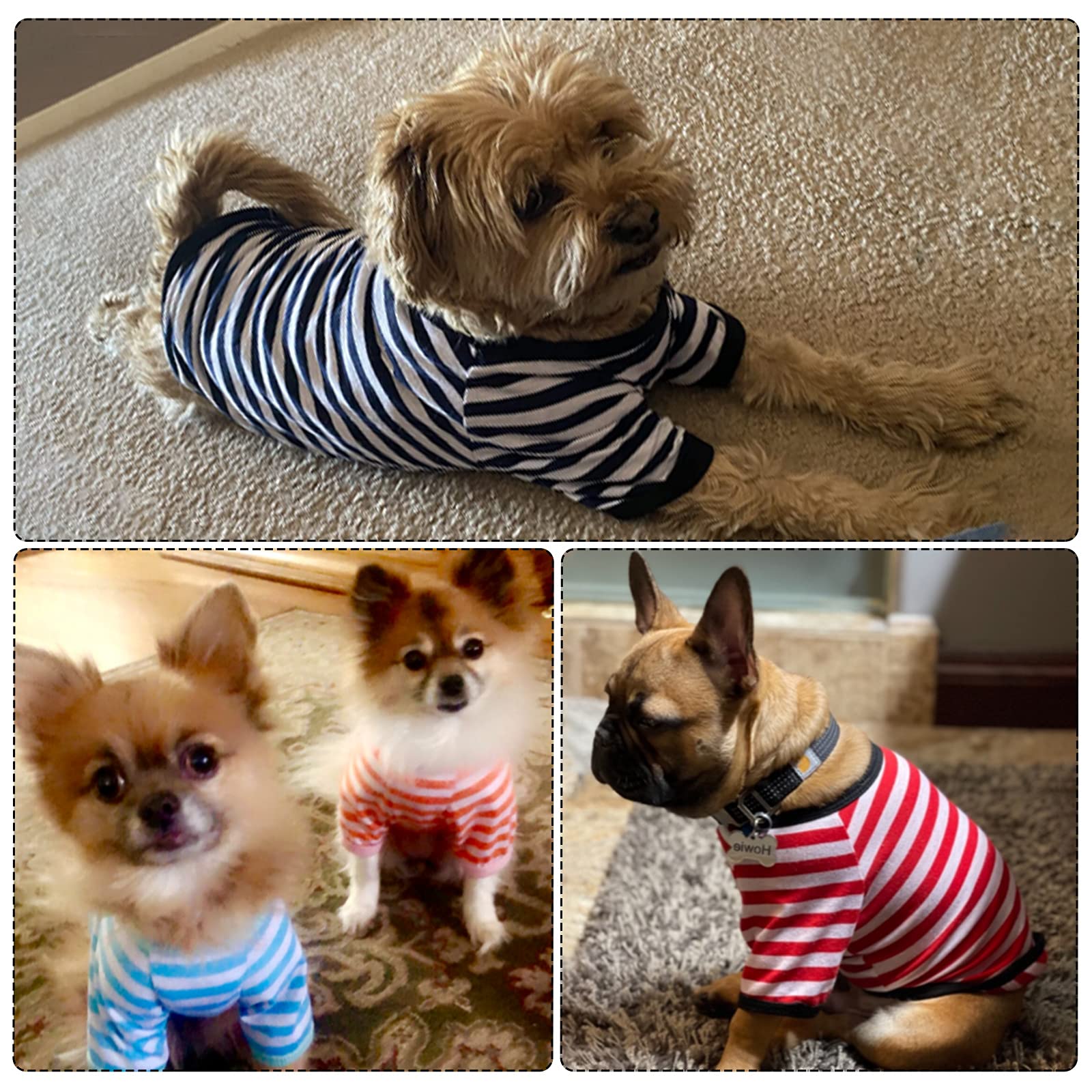 Chien portant tee-shirt rayé en coton coloris vifs pour un look joyeux.