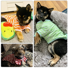 Chien habillé pour fêtes et événements avec tee-shirt rayé.