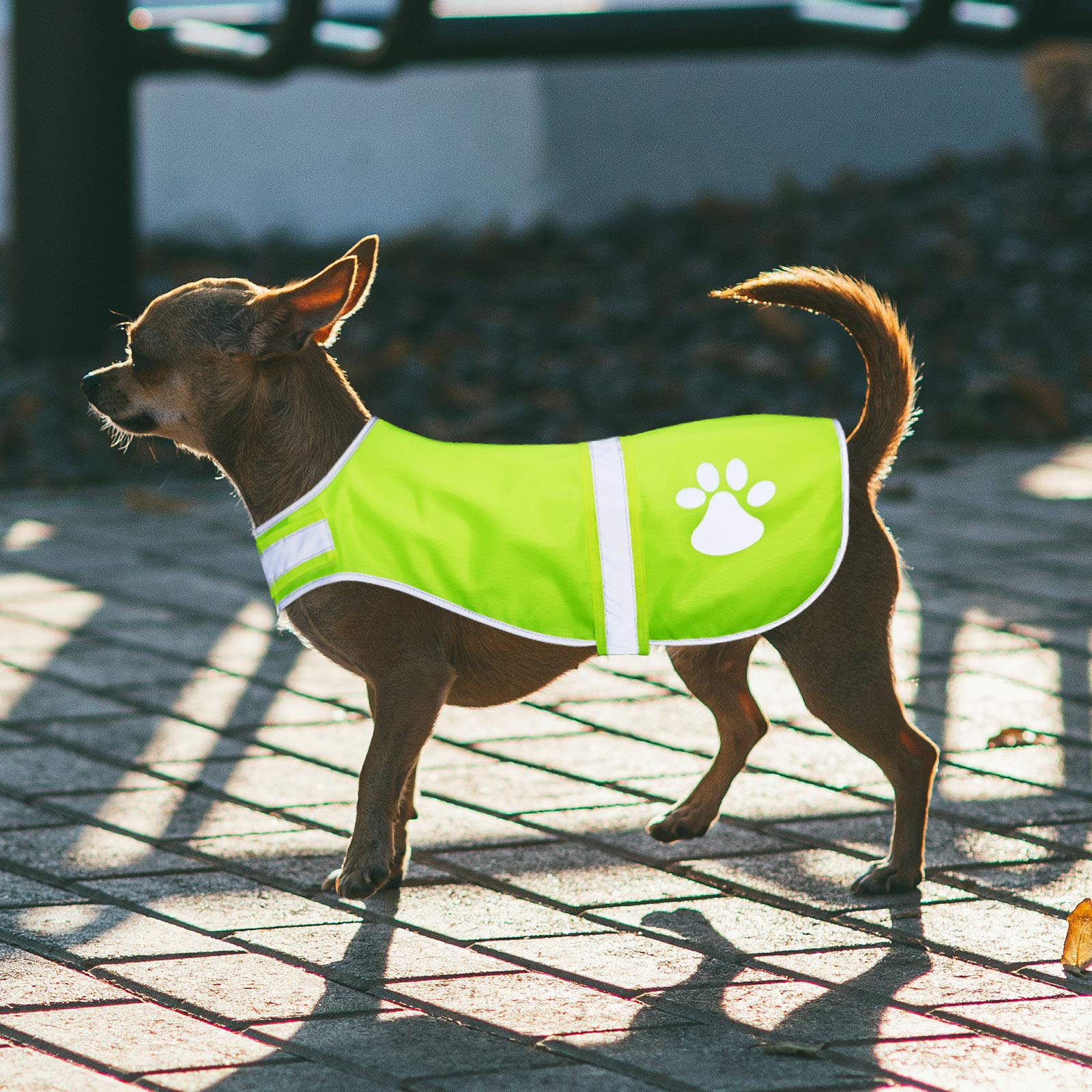 Geyoga gilet réfléchissant chien en plein air: réglages faciles et port confortable.