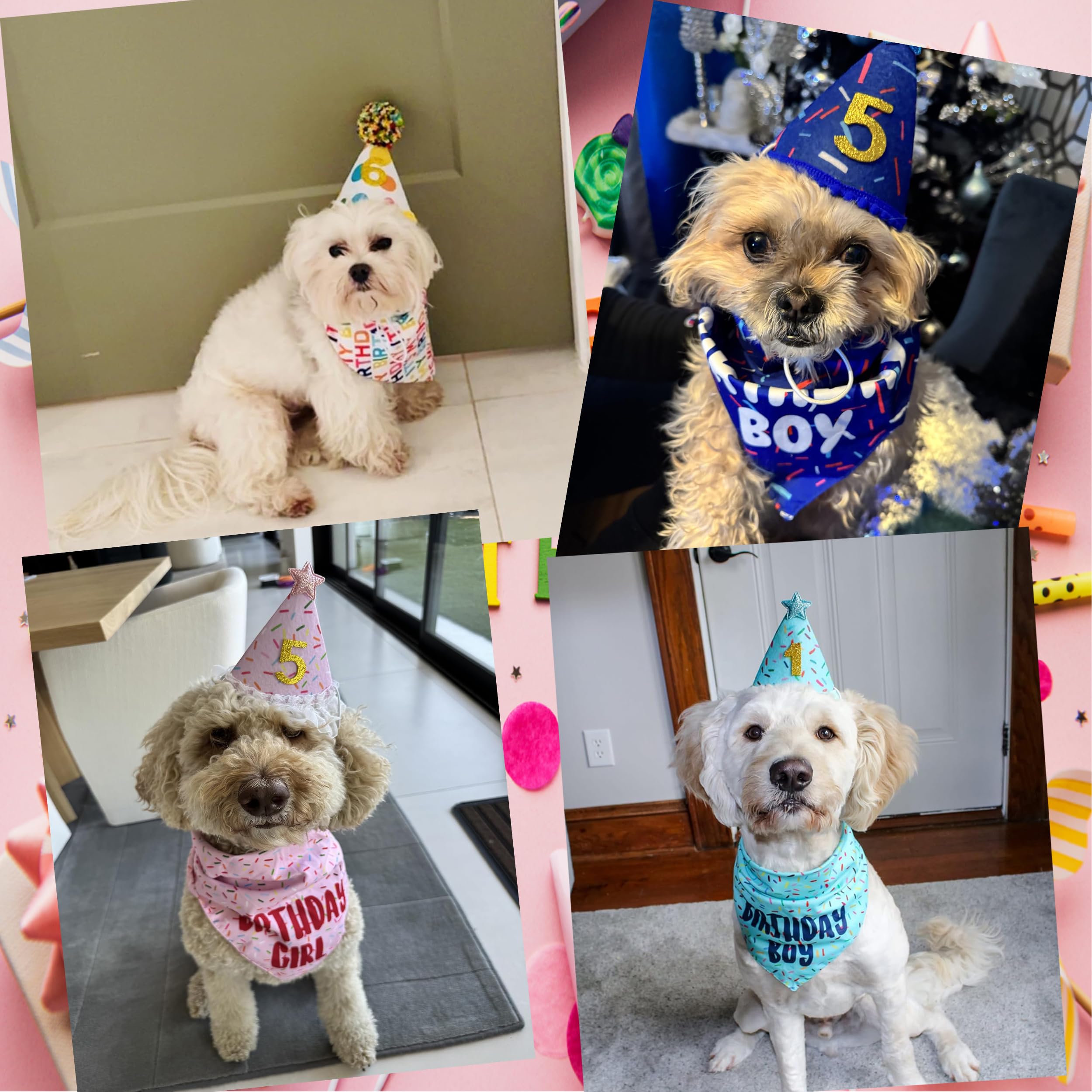 GHSJYO ensemble complet anniversaire chien: facilité d’utilisation et look coordonné