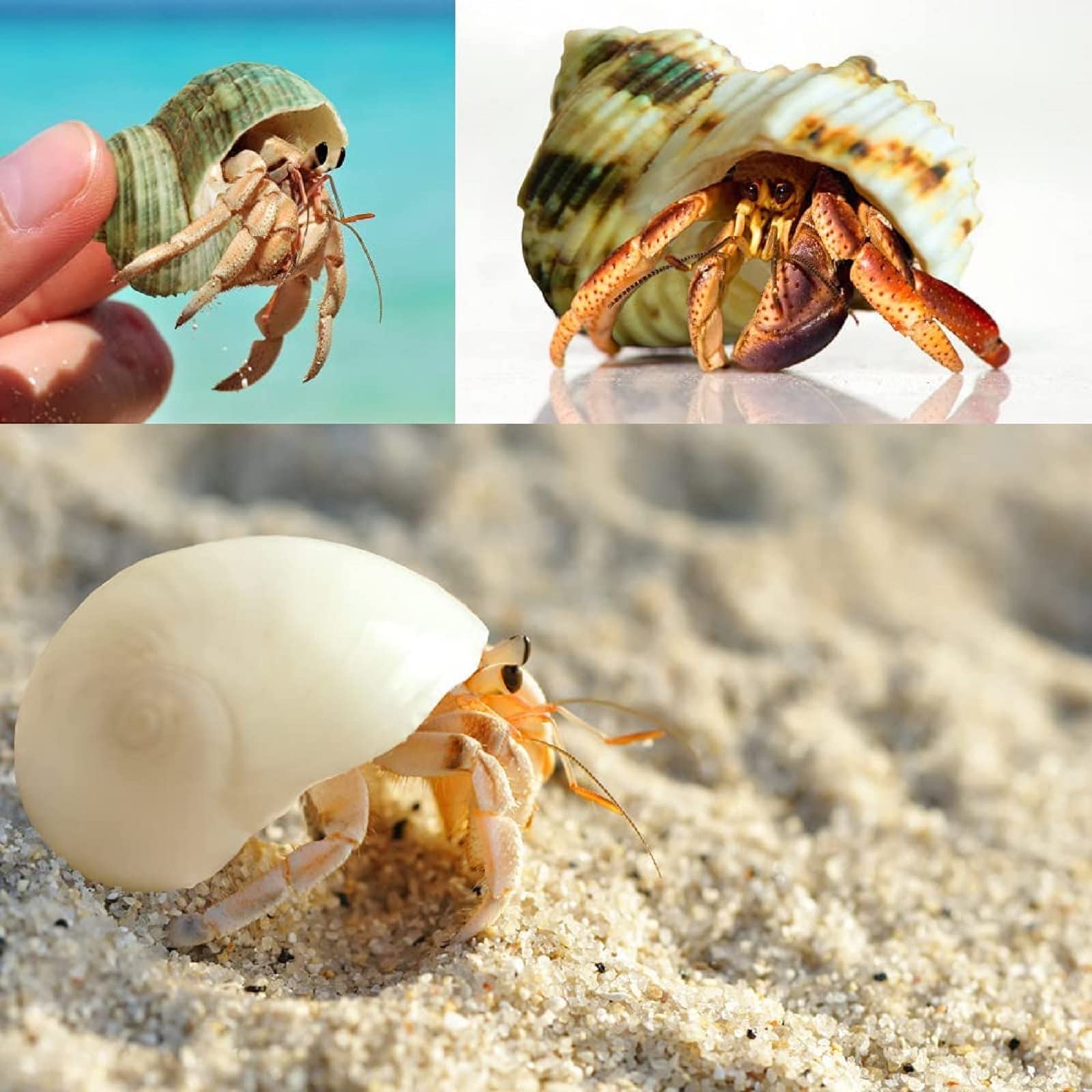 Giftvest coquilles hermit crab pour décor aquatique et projets bricolage.