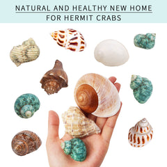 Giftvest coquilles hermit crab emballées en bouteille pour protection et transport sûrs.