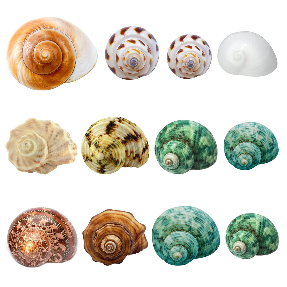 Giftvest coquilles hermit crab ensemble 12 coquilles naturelles adaptées à tous les stades.