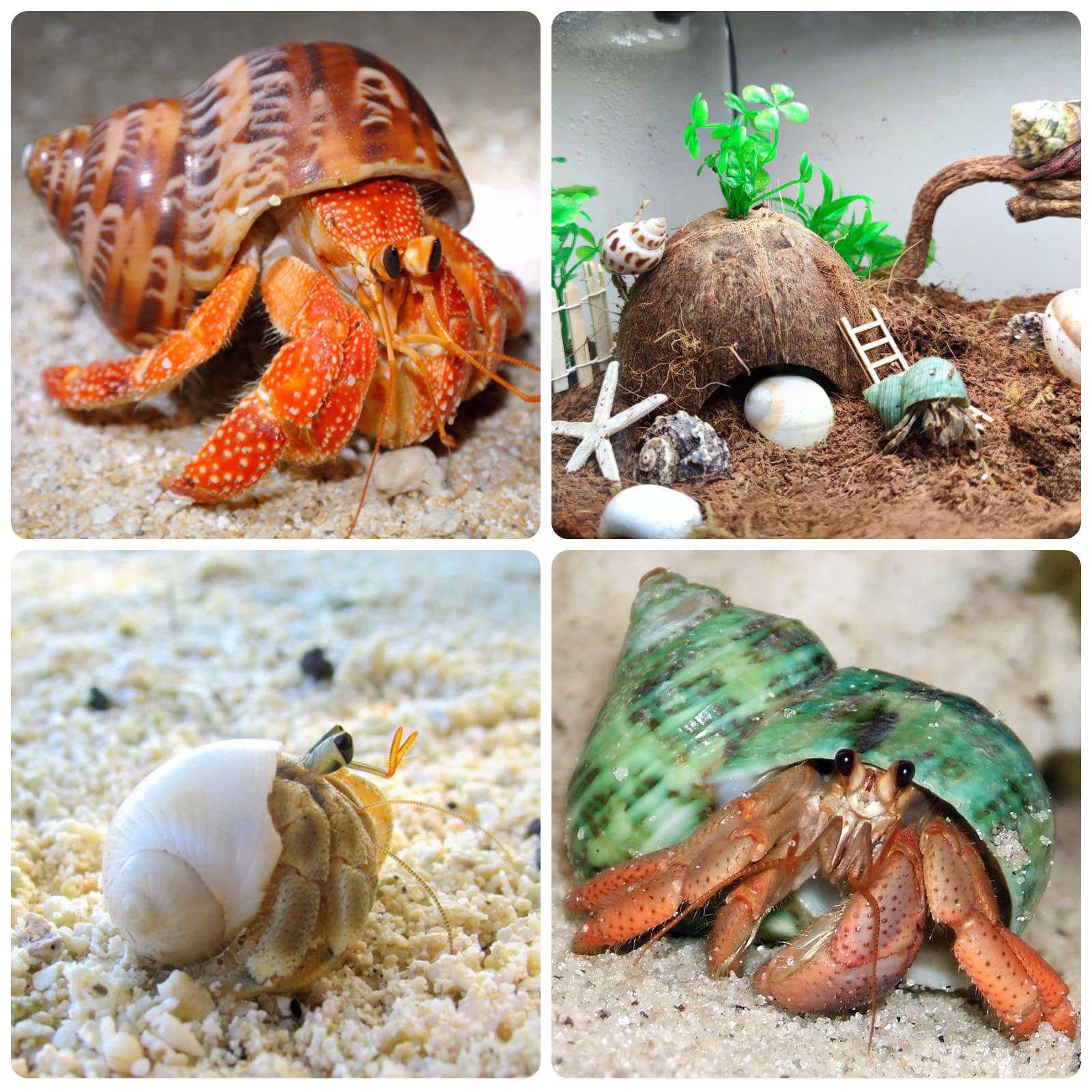 Giftvest coquilles hermit crab naturelles sans peinture et respectueuses de l’environnement.