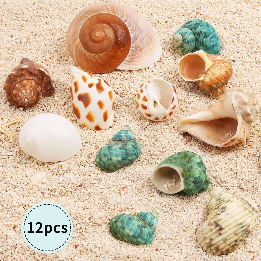 Giftvest coquilles hermit crab tailles moyennes et grandes pour crabe en croissance.