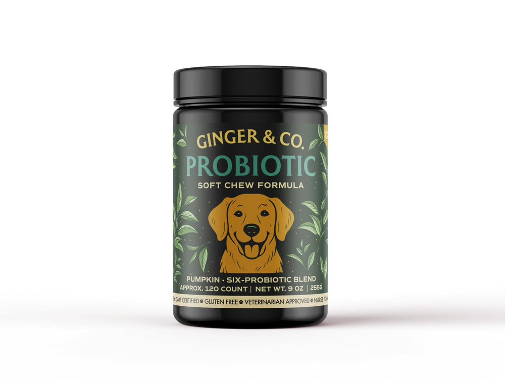 Friandises Ginger & Co pour chien à la citrouille, soutien digestif.