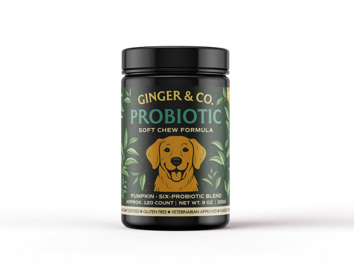 Friandises Ginger & Co pour chien à la citrouille, soutien digestif.