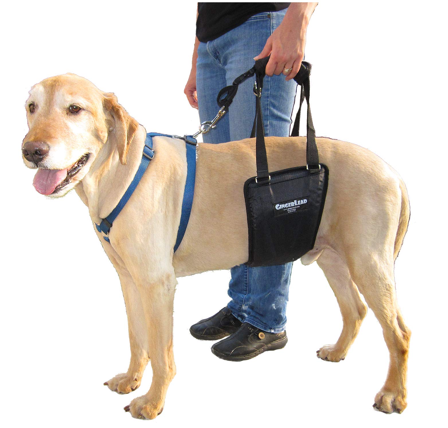 GingerLead harnais à sangle dos chien, soutien pratique pour la marche et la mobilité.
