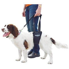 GingerLead harnais-sangle de soutien hanche, facilite la mobilité des chiens petits et moyens.