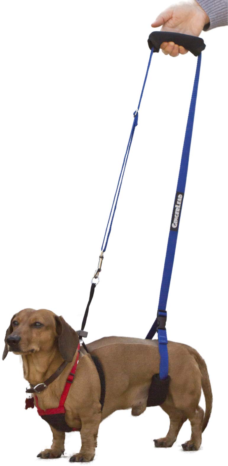 GingerLead Sling: aide-chien petit pour soutien stable lors des déplacements.