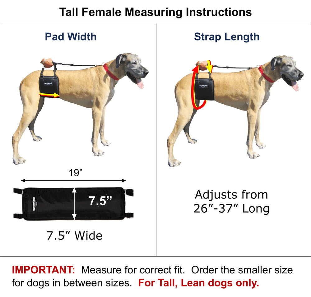 GingerLead: sling réglable en hauteur pour chiens hauts et élancés.