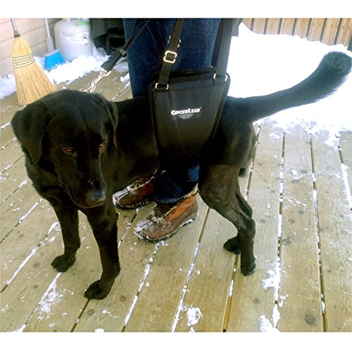 GingerLead utilisation-veterinaire-harnais, solution fiable pour rééducation et mobilité.