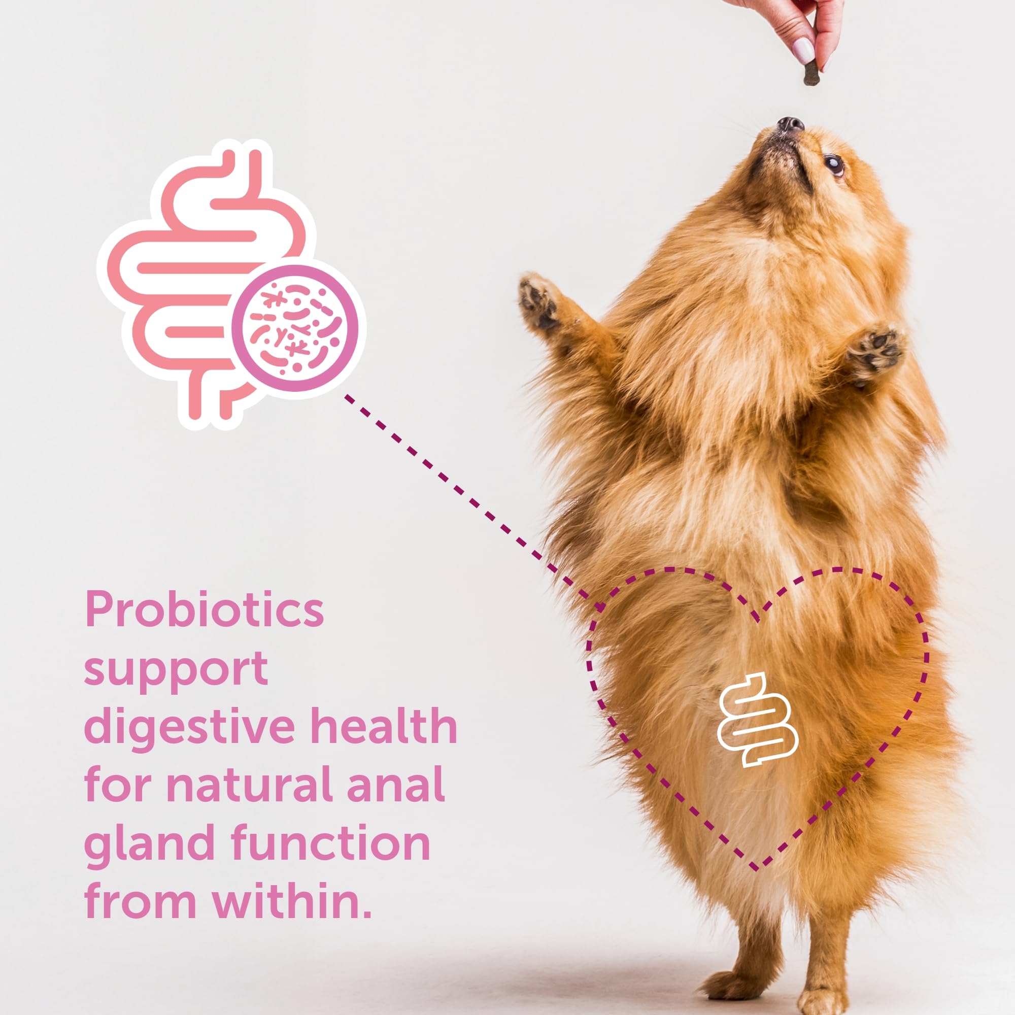 Gland-Ease fibres naturelles et probiotiques, soutien digestif potentiel.