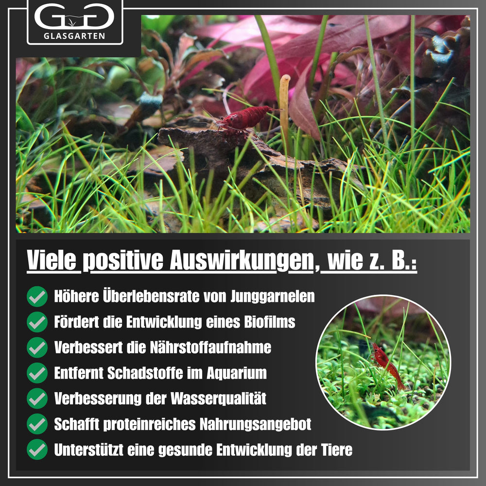GlasGarten Bacter AE – emballage en sachet facile à stocker